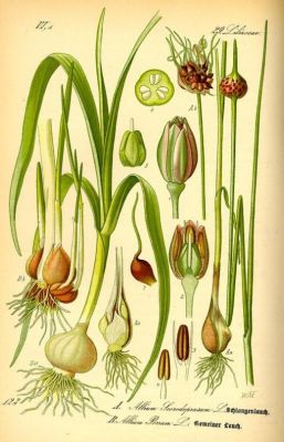 Allium porrum L.