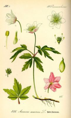 Anemonoides nemorosa