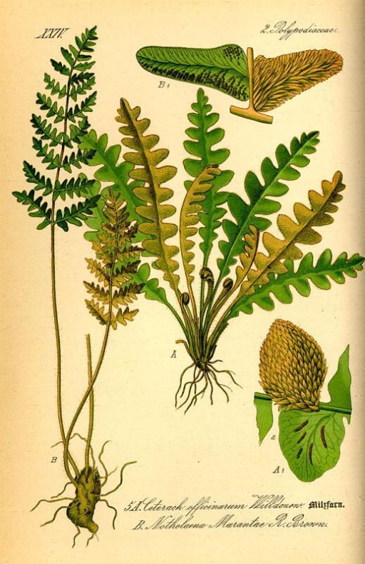 Ceterach officinarum Willd.