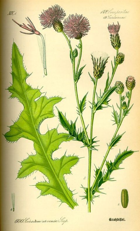 Cirsium arvense (L.) Scop.