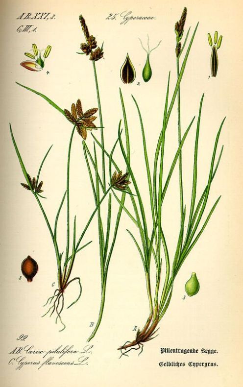 Cyperus flavescens L.
