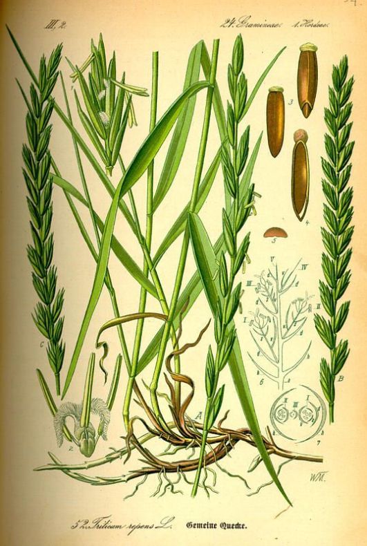 Elytrigia repens (L.) Nevski