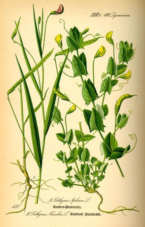 Lathyrus aphaca L.