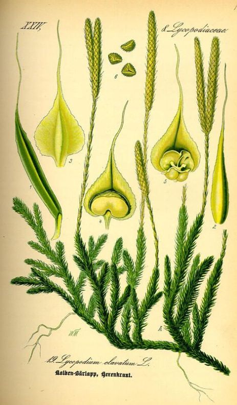 Lycopodium clavatum L.