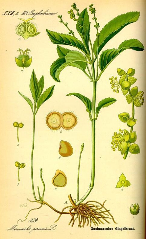 Mercurialis perennis L.