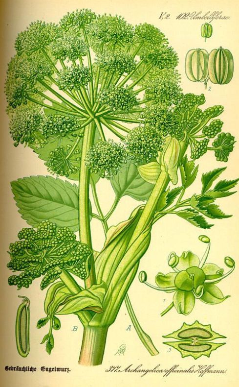 Angelica archangelica L.