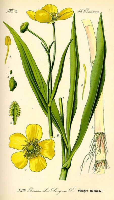 Ranunculus lingua L.
