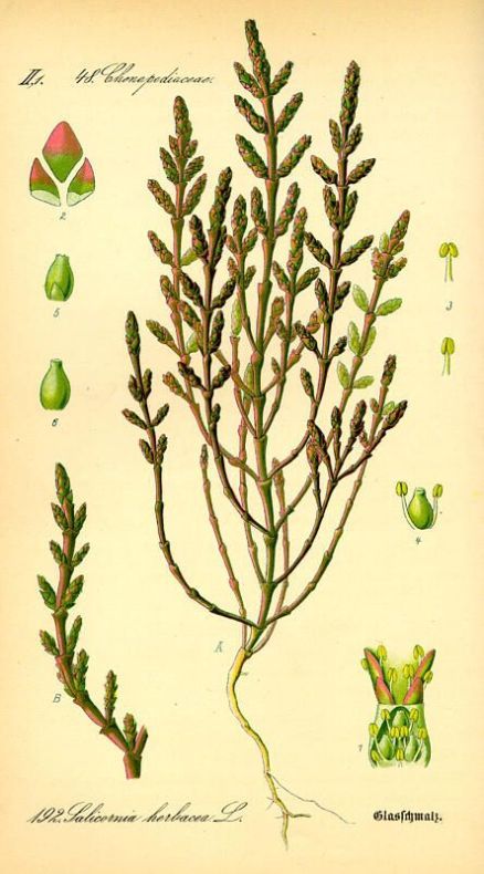 Salicornia europaea L.