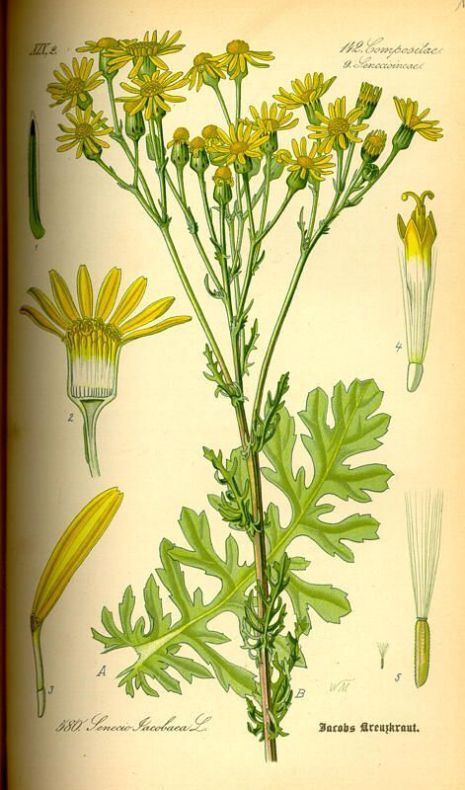 Jacobaea vulgaris Gaertn.
