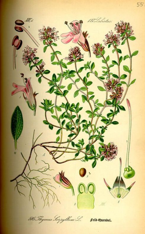 Thymus serpyllum L.