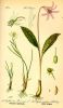 Lloydia serotina,
alpine lily,
alplily,
common alplily,
Falangio alpino,
Snowdon Lily,
Family: Liliaceae