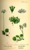 Androsace helvetica,
Androsace emisferica,
Swiss Rock Jasmine