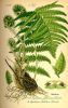 Polystichum lobatum