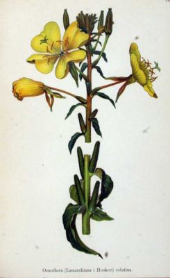 Oenothera lamarckiana