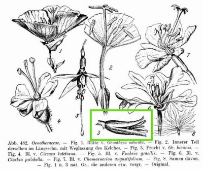 Oenothera biennis