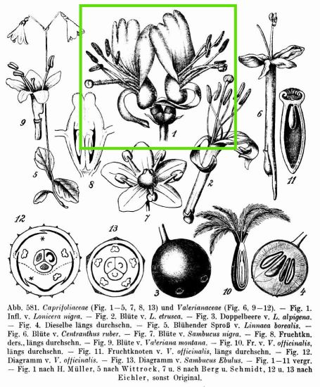 Lonicera nigra L.
