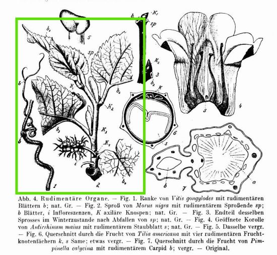 Morus nigra L.
