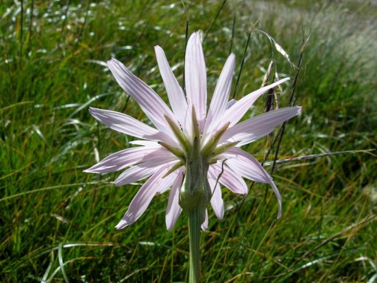 Scorzonera purpurea, Purple Viper's Grass, Scorzonera purpurea