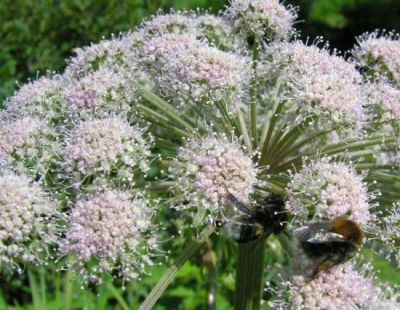 Angelica sylvestris