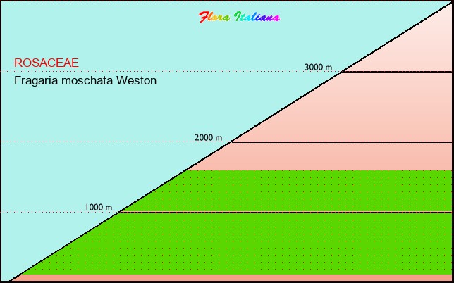 Altitudine - Elevation - Fragaria moschata Weston