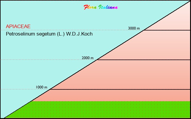 Altitudine - Elevation - Petroselinum segetum (L.) W.D.J.Koch