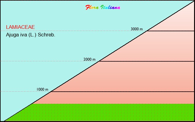 Altitudine - Elevation - Ajuga iva (L.) Schreb.
