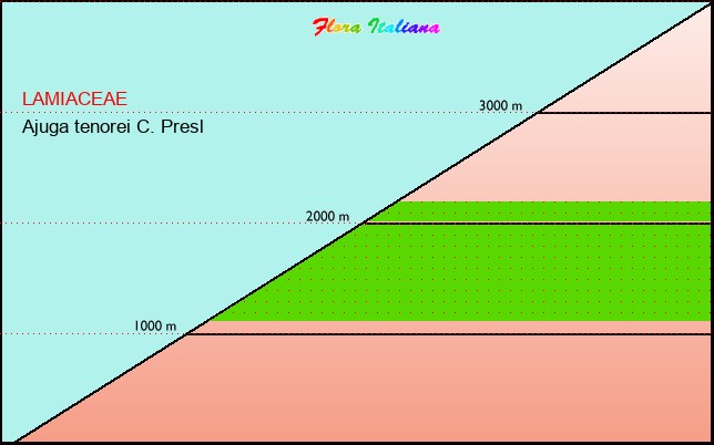 Altitudine - Elevation - Ajuga tenorei C. Presl