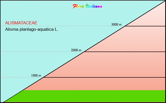 Altitudine - Elevation - Alisma plantago-aquatica L.