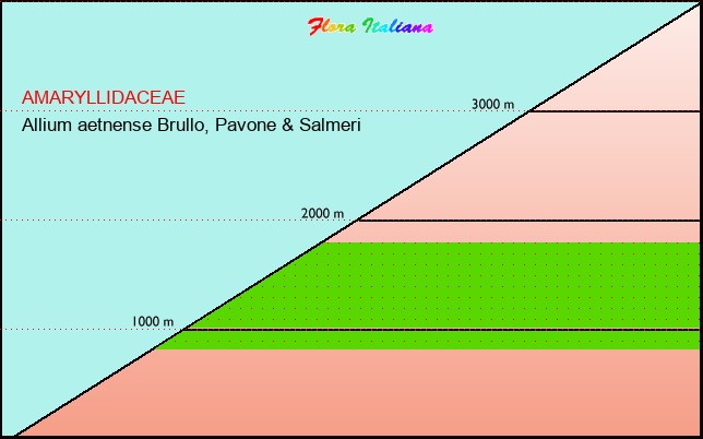 Altitudine - Elevation - Allium aetnense Brullo, Pavone & Salmeri