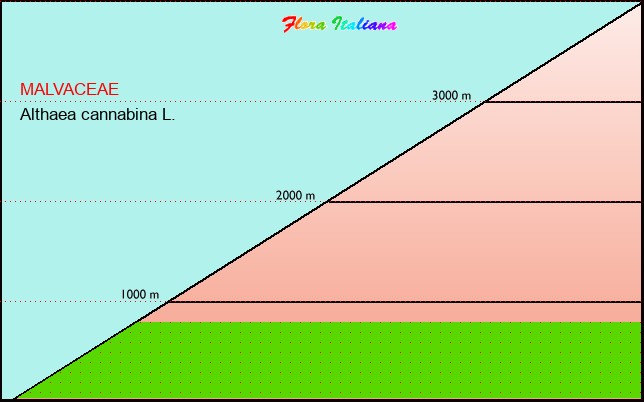 Altitudine - Elevation - Althaea cannabina L.
