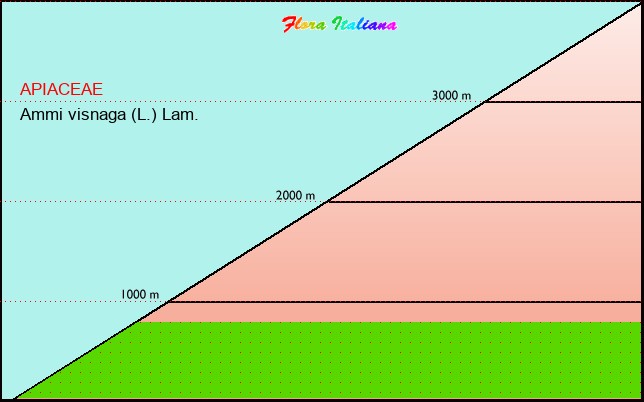 Altitudine - Elevation - Ammi visnaga (L.) Lam.