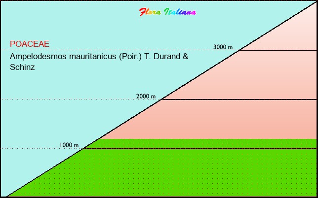 Altitudine - Elevation - Ampelodesmos mauritanicus (Poir.) T. Durand & Schinz