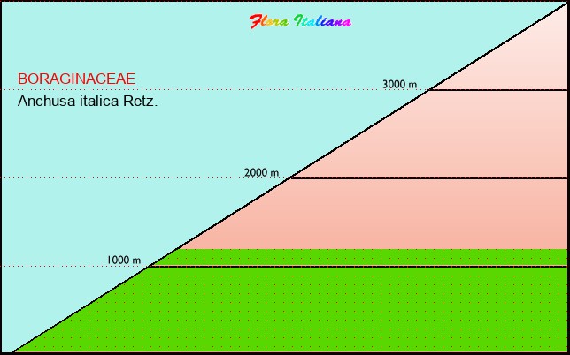 Altitudine - Elevation - Anchusa italica Retz.