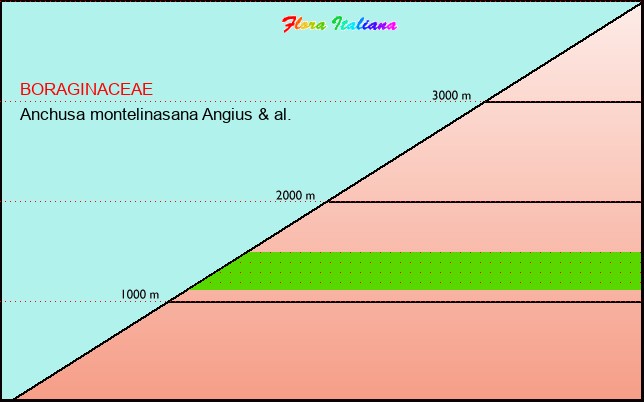 Altitudine - Elevation - Anchusa montelinasana Angius & al.
