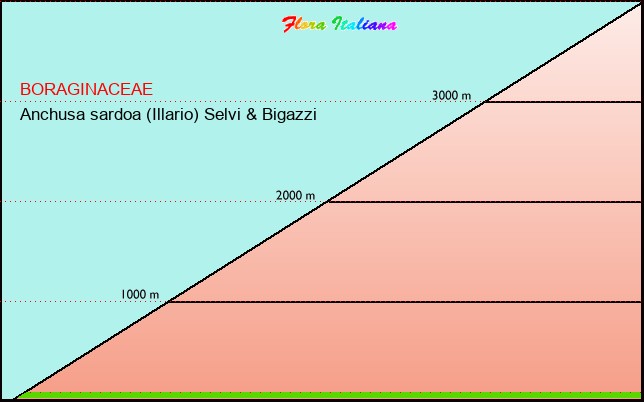 Altitudine - Elevation - Anchusa sardoa (Illario) Selvi & Bigazzi