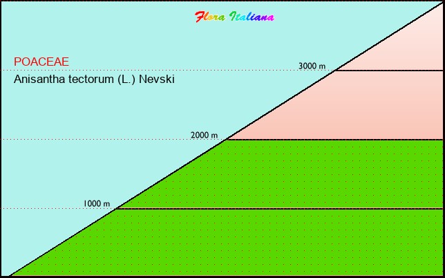 Altitudine - Elevation - Anisantha tectorum (L.) Nevski