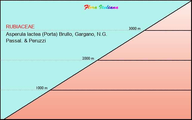 Altitudine - Elevation - Asperula lactea (Porta) Brullo, Gargano, N.G. Passal. & Peruzzi