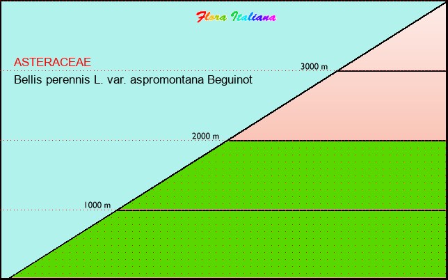 Altitudine - Elevation - Bellis perennis L. var. aspromontana Beguinot
