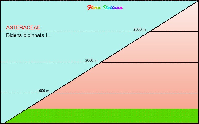 Altitudine - Elevation - Bidens bipinnata L.