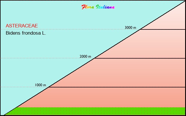 Altitudine - Elevation - Bidens frondosa L.