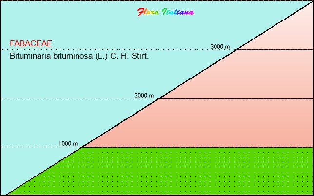 Altitudine - Elevation - Bituminaria bituminosa (L.) C. H. Stirt.