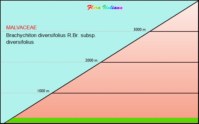 Altitudine - Elevation - Brachychiton diversifolius R.Br. subsp. diversifolius