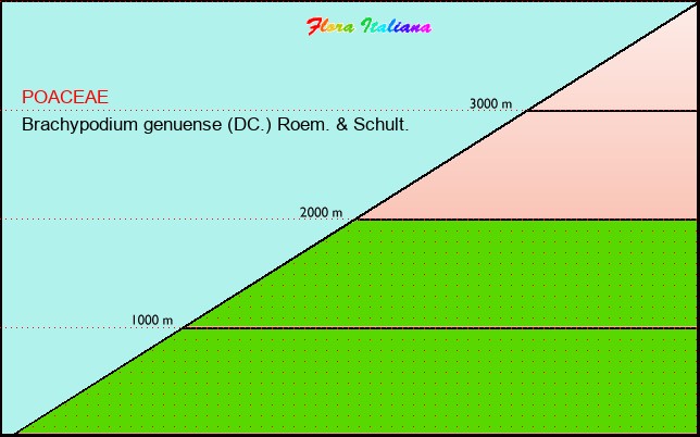 Altitudine - Elevation - Brachypodium genuense (DC.) Roem. & Schult.