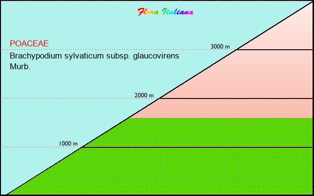 Altitudine - Elevation - Brachypodium sylvaticum subsp. glaucovirens Murb.
