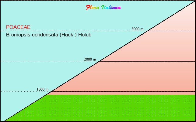 Altitudine - Elevation - Bromopsis condensata (Hack.) Holub