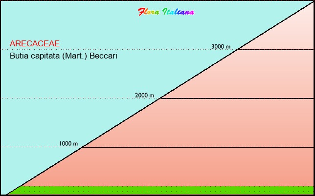 Altitudine - Elevation - Butia capitata (Mart.) Beccari