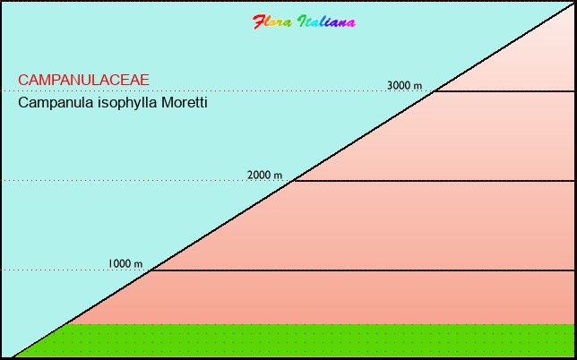Altitudine - Elevation - Campanula isophylla Moretti