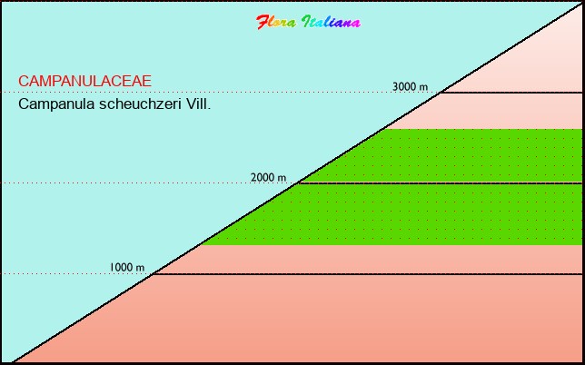 Altitudine - Elevation - Campanula scheuchzeri Vill.