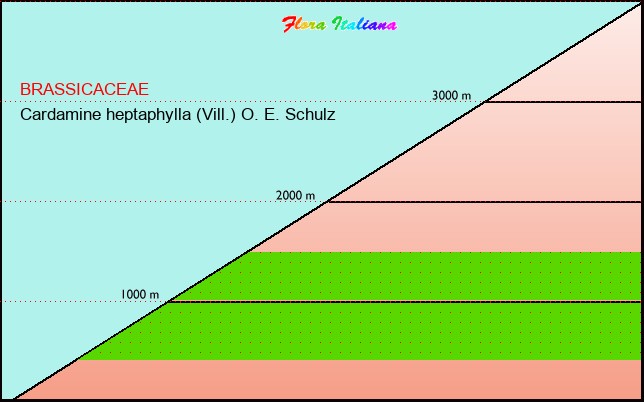 Altitudine - Elevation - Cardamine heptaphylla (Vill.) O. E. Schulz