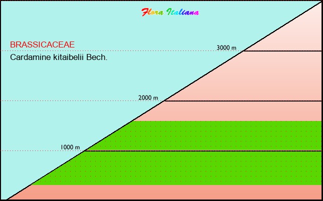 Altitudine - Elevation - Cardamine kitaibelii Bech.